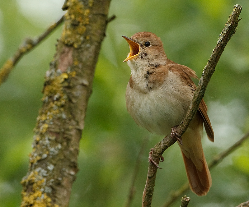 Luscinia megarhynchos Rufous Nightingale Nachtegaal